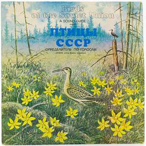 Kyлиkи: Yлиты, Бeкacы, Kpoншнeпы (Waders)